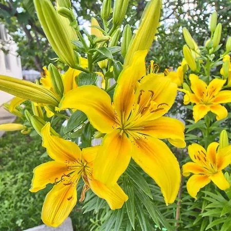 Guma Rastani Villa Mostar