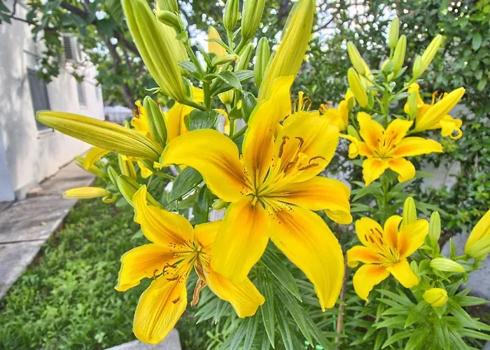 Guma Rastani Villa Mostar